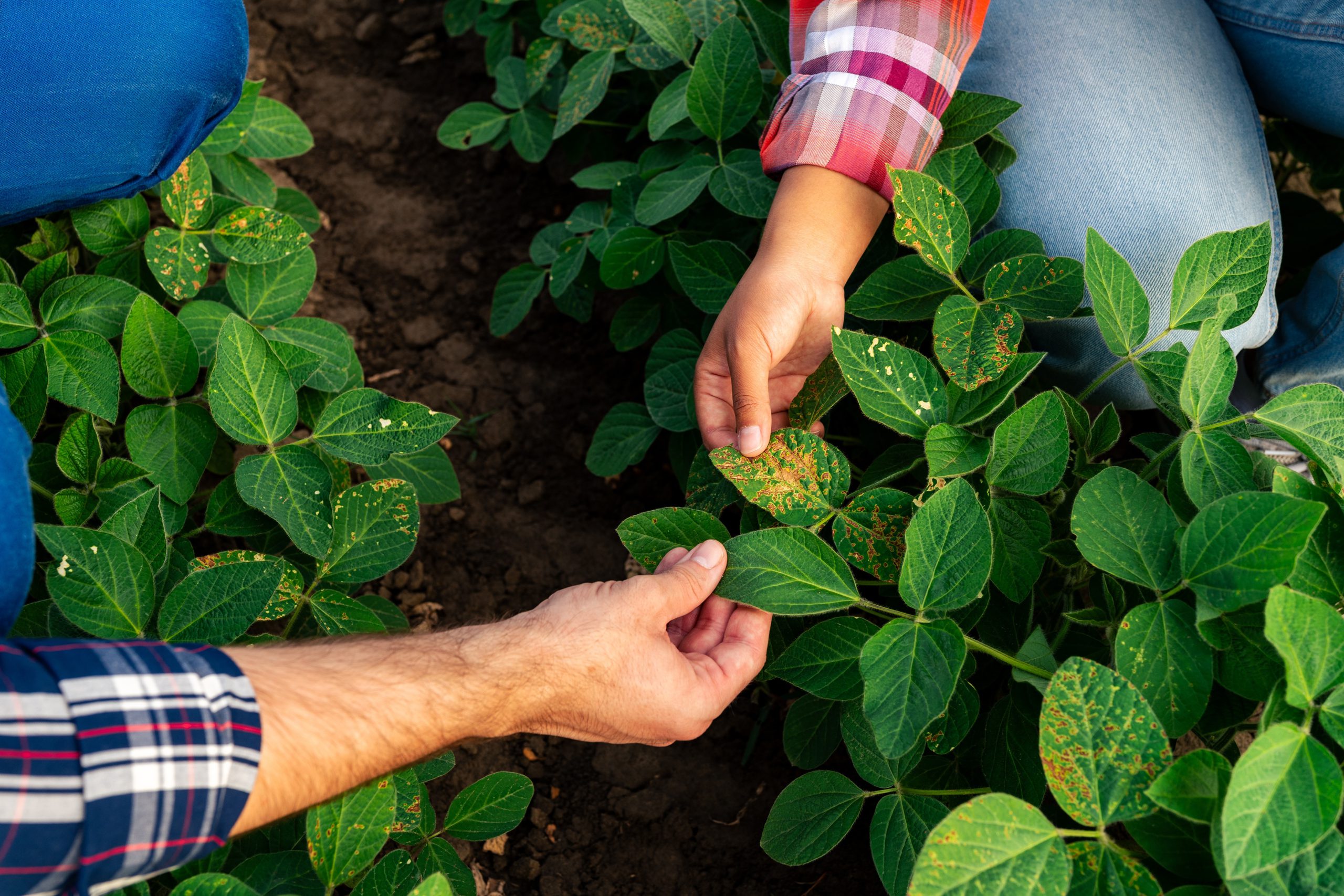 Сельскохозяйственные вредители